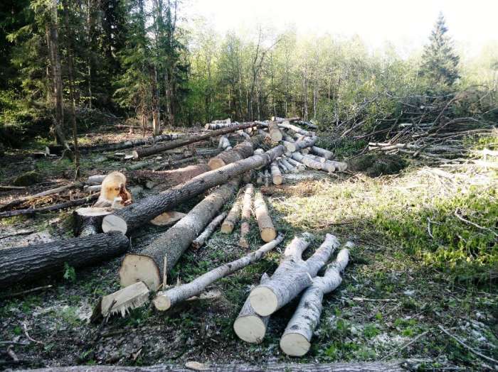 Miško ruošos darbai, miško kirtimas, medienos ištraukimas. miško ištraukimas